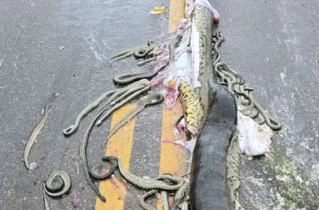 Vídeo: Sucuri-verde grávida de 40 filhotes morre atropelada em rodovia