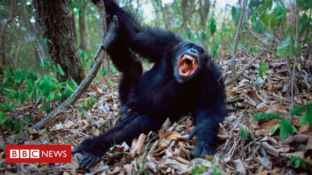 Sexo: por que pênis humano não tem osso para ajudar na ereção como em outros animais?