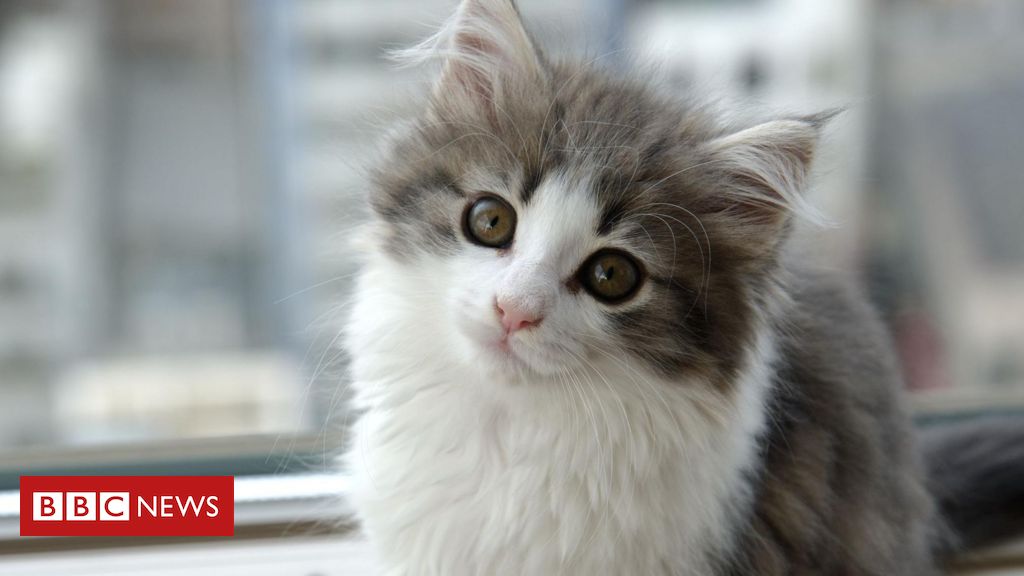 Gigil: a palavra intraduzível que resume vontade de esmagar coisas fofas