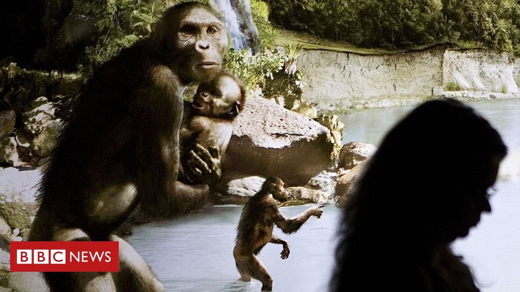 Lucy: o estudo que revela como ‘Australopithecus afarensis’ corria