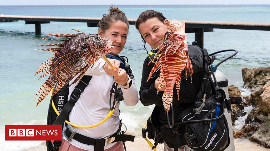 Animais invasores: as destemidas caçadoras de peixes-leão do Caribe