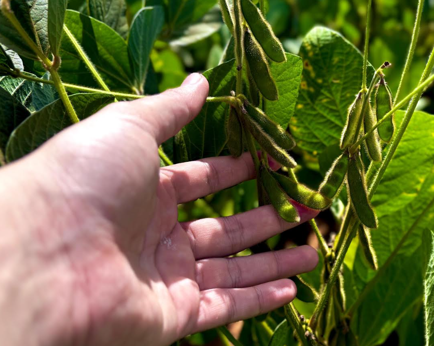 Goiás deve ter recorde no valor bruto da produção agropecuária em 2025