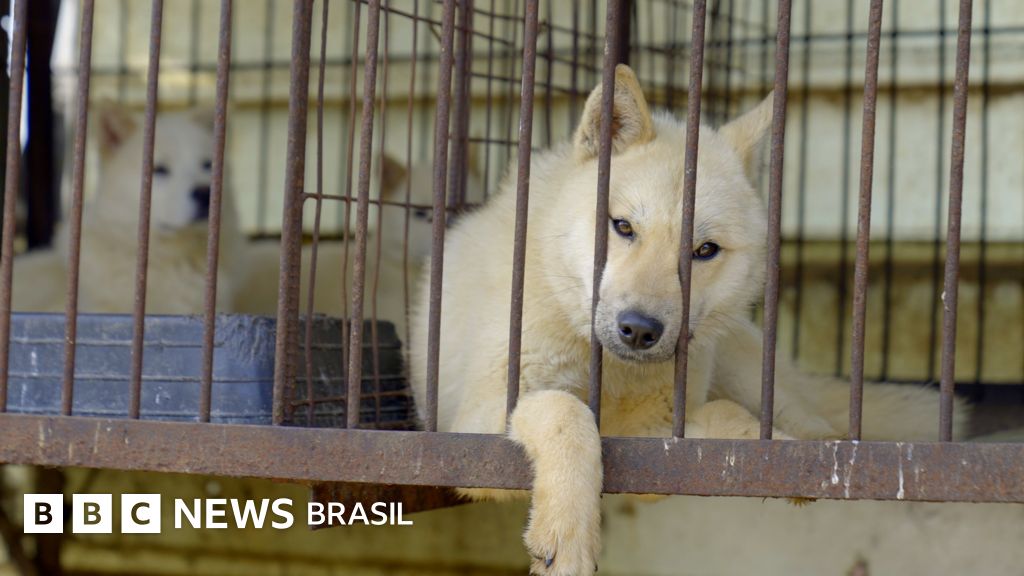 Carne de cachorro: Coreia do Sul proíbe a venda para consumo; o que acontece agora com os animais?