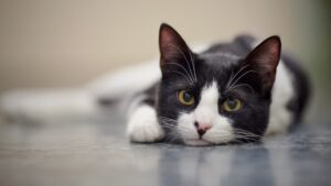 adobestock-160634430.jpeg