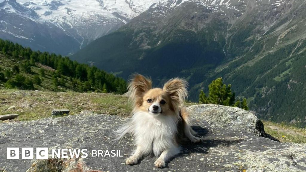 'Anjo da guarda': o chihuahua que salvou seu tutor da morte em uma geleira na Suíça